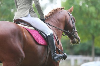 Dressage: Doğa arka planında bir spor atın portresi. Antrenman sırasında yarışmadan önce bir at portresinin yakın çekimi