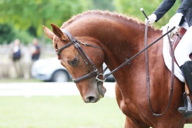 Dressage: Doğa arka planında bir spor atın portresi. Antrenman sırasında yarışmadan önce bir at portresinin yakın çekimi