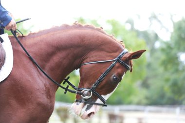 Dressage: Doğa arka planında bir spor atın portresi. Antrenman sırasında yarışmadan önce bir at portresinin yakın çekimi