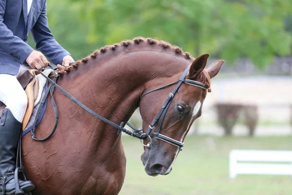 自然を背景にしたスポーツ馬の肖像画 トレーニング中の競争の前に馬の肖像画の閉鎖 — ストック写真
