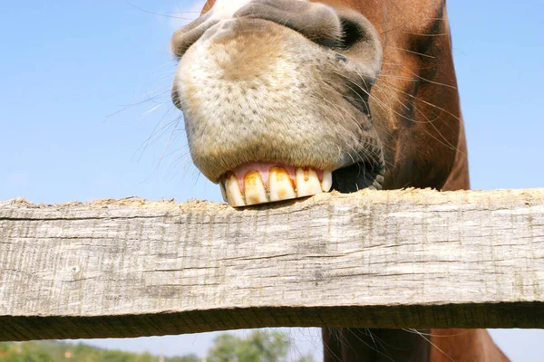 在木制畜栏后面的纯种母马的滑稽特写就像咀嚼畜栏一样 马术背景 免版税图库照片