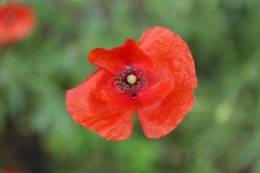 Sıcak ve güneşli bir yaz gününde yeşil arka planı bulanık küçük arı ve kırmızı haşhaş çiçeği.