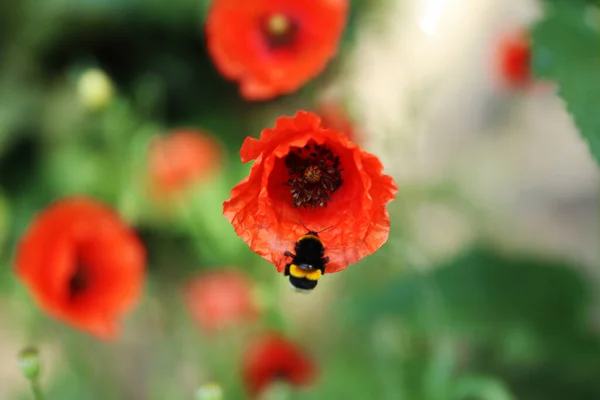 Malá Včela Červená Maková Květinka Rozmazaným Zeleným Pozadím Horkém Slunečném Stock Obrázky