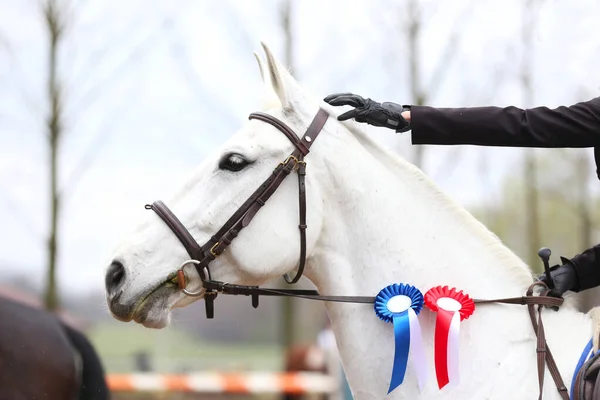 On a show jumper horse in the saddle sits a rider with a rosette of the winner in equestrian competitions during the winners event. Equestrian sports and victory. Riding a horse. Equestrian background.