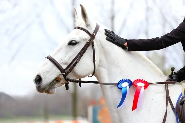 On a show jumper horse in the saddle sits a rider with a rosette of the winner in equestrian competitions during the winners event. Equestrian sports and victory. Riding a horse. Equestrian background.