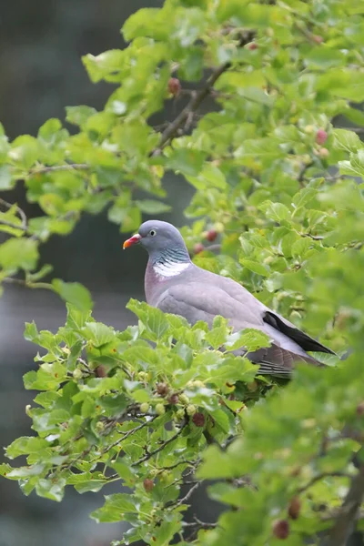 Yeşil Doğal Arka Planda Oturan Güzel Yalnız Güvercin Avrupa Columba — Stok fotoğraf
