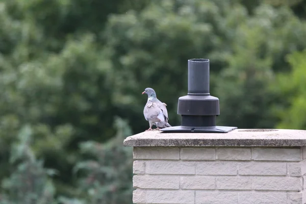 Yeşil Doğal Arka Planda Oturan Güzel Yalnız Güvercin Avrupa Columba — Stok fotoğraf