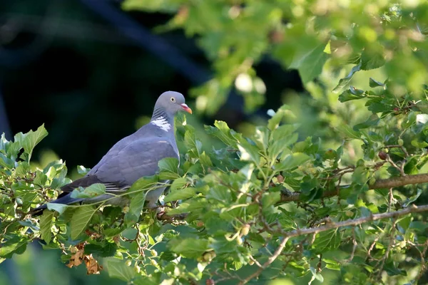 美しいシングル緑の自然の背景に対して座って鳩 ヨーロッパのコロンバ パランバスは夏の午後一人で座って — ストック写真