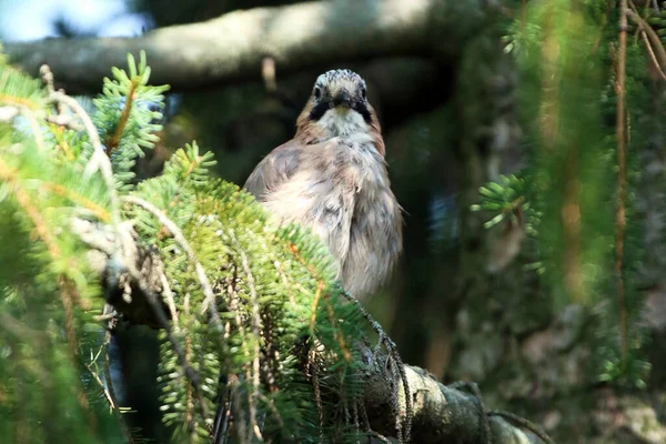 stock image Close up portrait of a eurasian jay,Garrulus glandarius, perched on an branch of  pine tree. Close-up of Eurasian Jay. Birds in wildlife. Outdoor photo