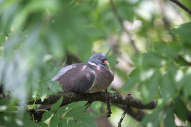 Güzel tek güvercin yeşil ağaç yaprakları arasında oturuyor. Avrupa columba palambusu yaz mevsiminde yeşil arka planda tek başına oturur