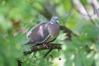 Güzel tek güvercin yeşil ağaç yaprakları arasında oturuyor. Avrupa columba palambusu yaz mevsiminde yeşil arka planda tek başına oturur