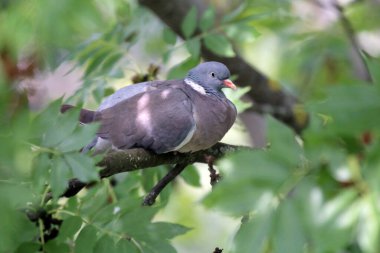 Güzel tek güvercin yeşil ağaç yaprakları arasında oturuyor. Avrupa columba palambusu yaz mevsiminde yeşil arka planda tek başına oturur