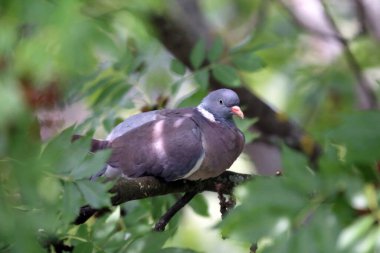 Güzel tek güvercin yeşil ağaç yaprakları arasında oturuyor. Avrupa columba palambusu yaz mevsiminde yeşil arka planda tek başına oturur