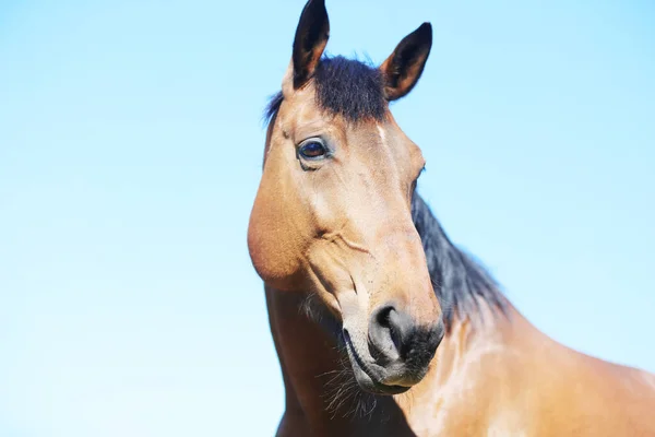 Cavalo Brown Retrato - Imagens grátis no Pixabay - Pixabay