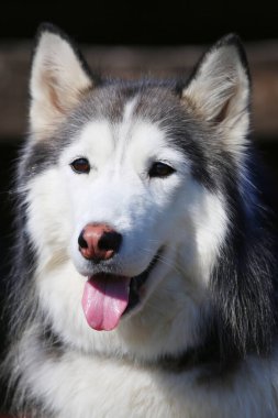 Beyaz ve gri kürklü köpek portresi. Sevimli şirin Sibirya Husky portresi