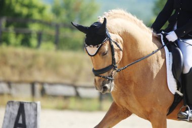 Spor atının portresi doğal arka planda. Ata binmek. Binicilik sporu geçmişi. At binicisiyle yapılan binicilik yarışında yakınlaşır