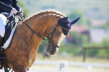 Spor atının portresi doğal arka planda. Ata binmek. Binicilik sporu geçmişi. At binicisiyle yapılan binicilik yarışında yakınlaşır