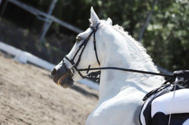 Spor atının portresi doğal arka planda. Ata binmek. Binicilik sporu geçmişi. At binicisiyle yapılan binicilik yarışında yakınlaşır