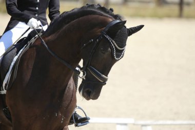 Spor atının portresi doğal arka planda. Ata binmek. Binicilik sporu geçmişi. At binicisiyle yapılan binicilik yarışında yakınlaşır