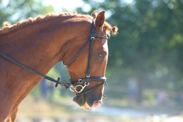 Головной портрет спортивной лошади на естественном фоне. Верхом на лошади. Конный спорт. Лошадь крупным планом во время соревнований по выездке с неизвестным всадником