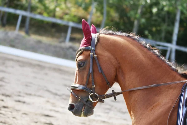 自然の背景に対するスポーツ馬のヘッドポートレート 馬に乗る エクエストリアンのスポーツ背景 未知のライダーとのドレッジコンテスト中に馬を閉じる — ストック写真