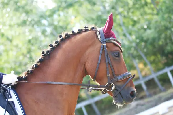 Ritratto Testa Cavallo Sportivo Sullo Sfondo Naturale Cavalcare Cavallo Sfondo — Foto Stock