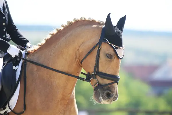 Head portrait of a sport horse against natural background. Riding a horse. Equestrian sports background. Horse close up during dressage competition with unknown rider