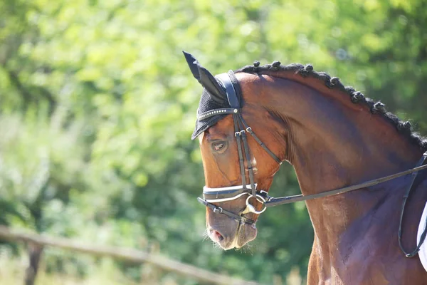 Kopfporträt Eines Sportpferdes Vor Natürlichem Hintergrund Reiten Hintergrund Pferdesport Pferd — Stockfoto