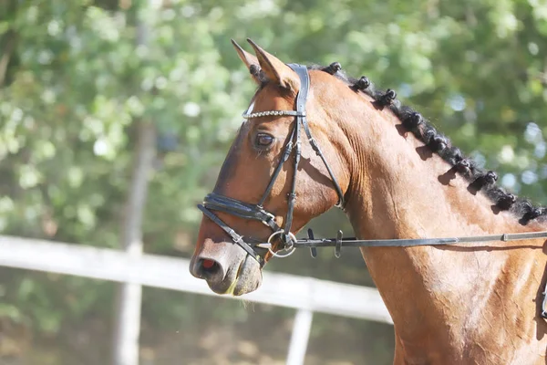 Hoofdportret Van Een Sportpaard Tegen Een Natuurlijke Achtergrond Paardrijden Paardensport — Stockfoto