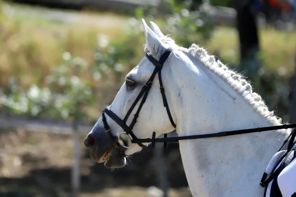 Retrato Cabeça Cavalo Esporte Contra Fundo Natural Montar Cavalo Fundo — Fotografia de Stock