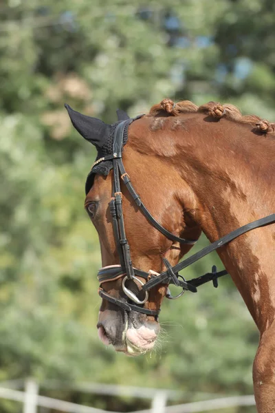 Portrét Hlavy Sportovního Koně Přirozeném Pozadí Jízda Koni Jezdecké Sportovní — Stock fotografie