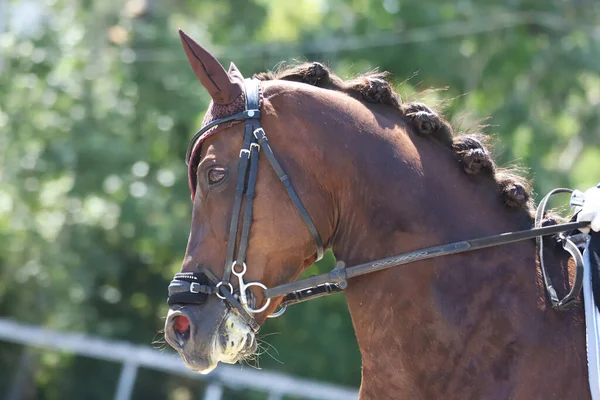 Kopfporträt Eines Sportpferdes Vor Natürlichem Hintergrund Reiten Hintergrund Pferdesport Pferd — Stockfoto