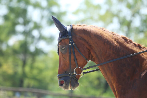 Головной портрет спортивной лошади на естественном фоне. Верхом на лошади. Конный спорт. Лошадь крупным планом во время соревнований по выездке с неизвестным всадником
