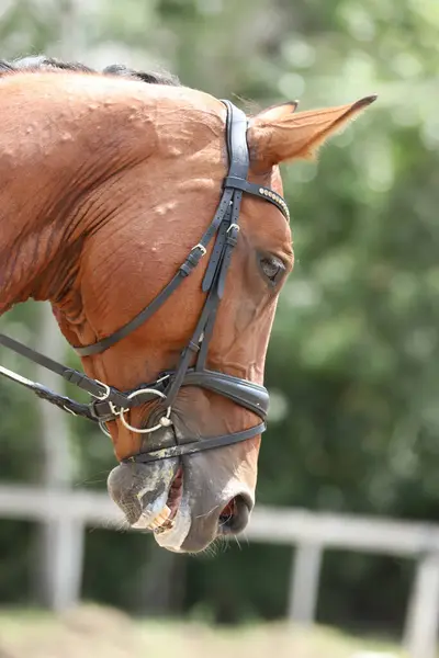 自然の背景に対するスポーツ馬のヘッドポートレート 馬に乗る エクエストリアンのスポーツ背景 未知のライダーとのドレッジコンテスト中に馬を閉じる — ストック写真
