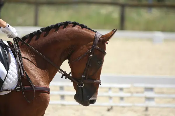 Head portrait of a sport horse against natural background. Riding a horse. Equestrian sports background. Horse close up during dressage competition with unknown rider