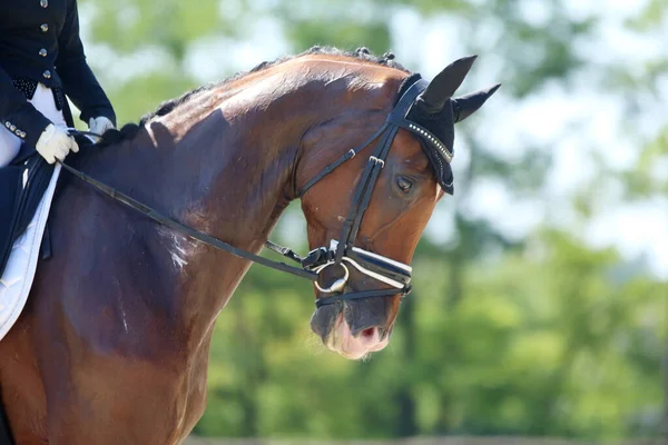 Πορτραίτο Κεφαλής Αθλητικού Αλόγου Φυσικό Φόντο Καβάλα Άλογο Ιππικό Αθλητικό Royalty Free Εικόνες Αρχείου