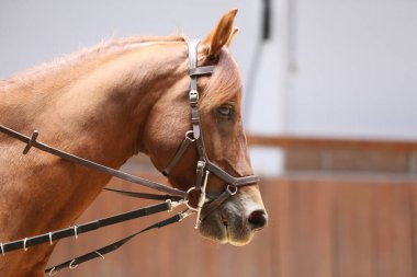 İçerideki bir spor atın kafa portresi. Ata binmek. Binicilik sporu geçmişi. At binicilik eğitimi sırasında at binicisi bilinmiyor.