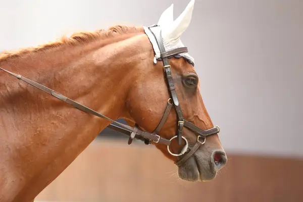 屋内スポーツ馬のヘッドポートレート 馬に乗る エクエストリアンのスポーツ背景 乗馬ホールで未知のライダーとのドレッジトレーニング中に閉じる馬 — ストック写真
