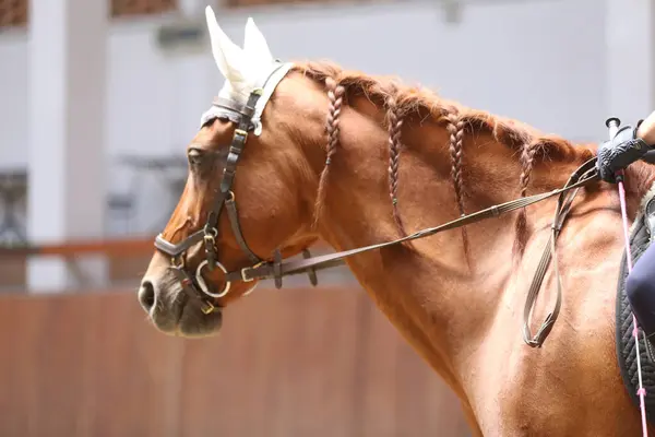 Ritratto Testa Cavallo Sportivo Chiuso Cavalcare Cavallo Sfondo Sportivo Equestre — Foto Stock