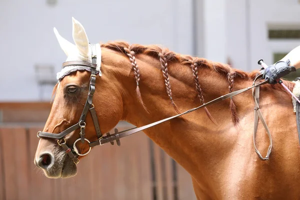 屋内スポーツ馬のヘッドポートレート 馬に乗る エクエストリアンのスポーツ背景 乗馬ホールで未知のライダーとのドレッジトレーニング中に閉じる馬 — ストック写真