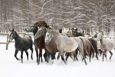 Karlı kış otlaklarında dört nala koşan taylı kısrak sürüsü. Kış mevsiminde kırsal alanda koşan bir grup yerli at. Binicilik arkaplanı