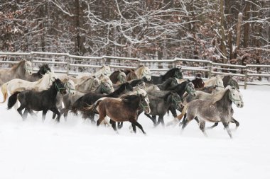 Karlı kış otlaklarında dört nala koşan taylı kısrak sürüsü. Kış mevsiminde kırsal alanda koşan bir grup yerli at. Binicilik arkaplanı