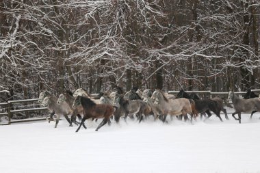 Karlı kış otlaklarında dört nala koşan taylı kısrak sürüsü. Kış mevsiminde kırsal alanda koşan bir grup yerli at. Binicilik arkaplanı