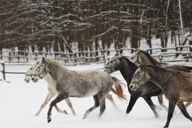 Karlı kış otlaklarında dört nala koşan taylı kısrak sürüsü. Kış mevsiminde kırsal alanda koşan bir grup yerli at. Binicilik arkaplanı