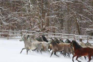 Karlı kış otlaklarında dört nala koşan taylı kısrak sürüsü. Kış mevsiminde kırsal alanda koşan bir grup yerli at. Binicilik arkaplanı