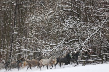 Karlı kış otlaklarında dört nala koşan taylı kısrak sürüsü. Kış mevsiminde kırsal alanda koşan bir grup yerli at. Binicilik arkaplanı