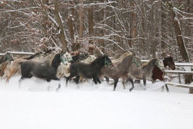 Karlı kış otlaklarında dört nala koşan taylı kısrak sürüsü. Kış mevsiminde kırsal alanda koşan bir grup yerli at. Binicilik arkaplanı