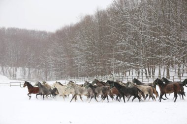 Karlı kış otlaklarında dört nala koşan taylı kısrak sürüsü. Kış mevsiminde kırsal alanda koşan bir grup yerli at. Binicilik arkaplanı