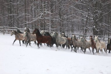 Karlı kış otlaklarında dört nala koşan taylı kısrak sürüsü. Kış mevsiminde kırsal alanda koşan bir grup yerli at. Binicilik arkaplanı