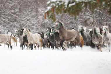 Karlı kış otlaklarında dört nala koşan taylı kısrak sürüsü. Kış mevsiminde kırsal alanda koşan bir grup yerli at. Binicilik arkaplanı